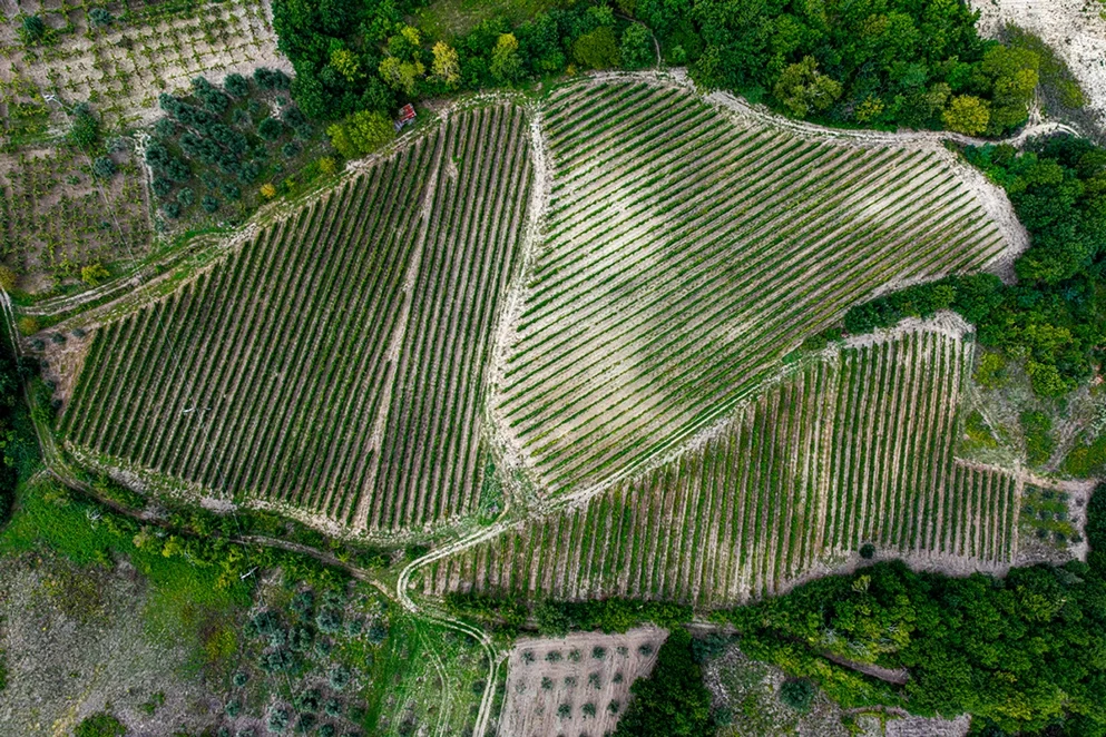 Vigneti